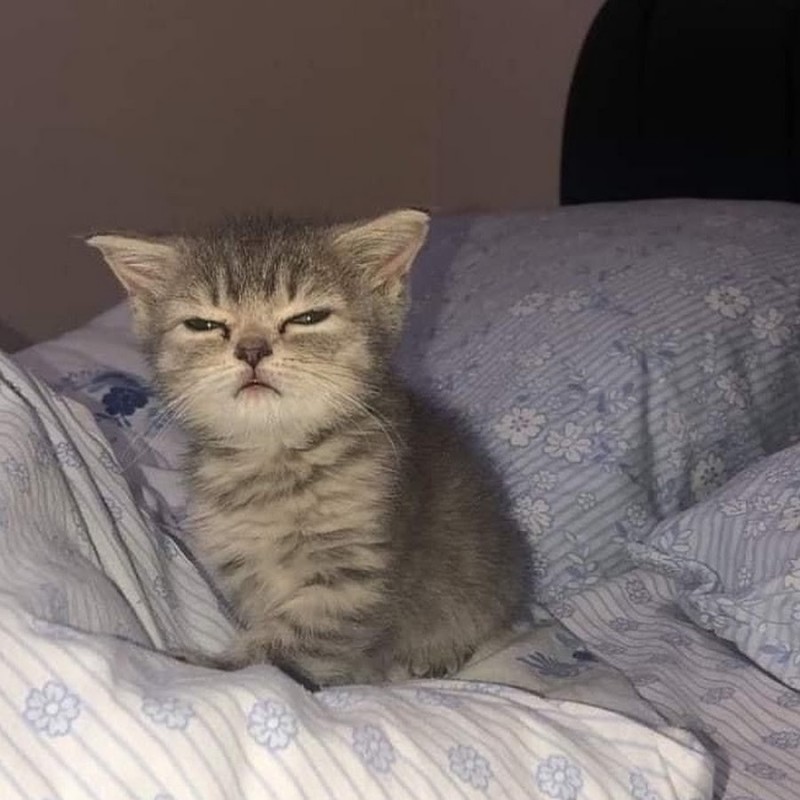 Создать мем: сонный котенок мем, невыспавшийся кот, сонный котенок