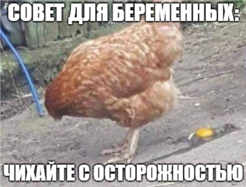 Создать мем: любопытная курица, курица без головы, куры несушки