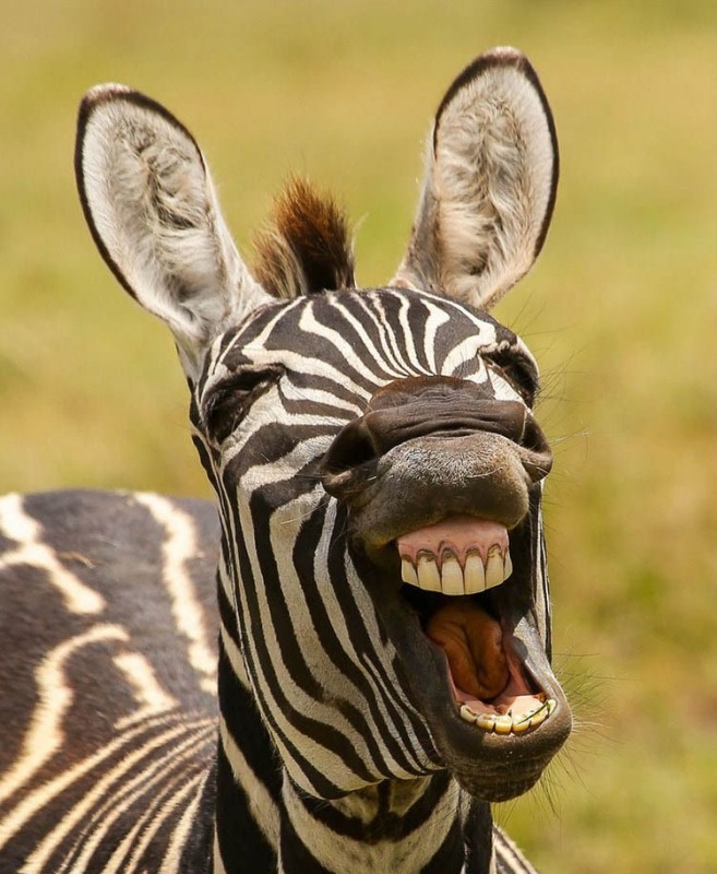 Создать мем: веселая зебра, зебра смешная, животные зебра