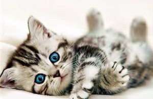 Create meme: cats are cute, cute cats, cute kittens