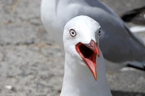 Create meme: seagull, gull, meme Seagull