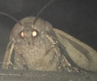 Create meme: the moth and the lamp meme, the moth and the lamp, mol
