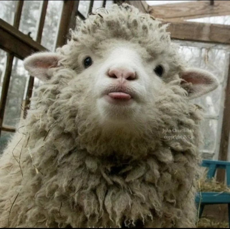 Создать мем: овечка смешная, баран смешной, смешной барашек