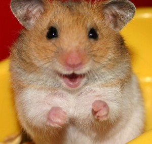 Create meme: insidious hamster pictures, the hamster laughs, happy hamster