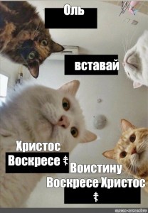 Создать мем: кот, вставай наташа, мемы с котами