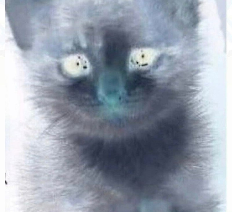 Create meme: kitten grey, russian blue kitten, the Russian blue cat