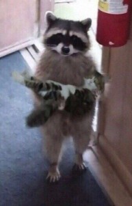 Create meme: a raccoon with a cat on hands, raccoon