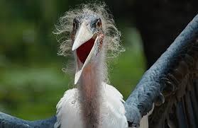 Create meme: birds, nightmares marabou stork, bird marabou