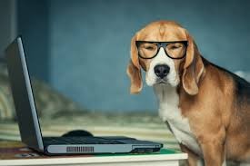 Create meme: puppy Beagle, Beagle dog