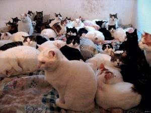 Create meme: 40 cats, kitten , black kitten 