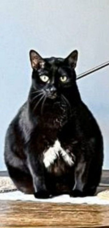 Create meme: The Bombay cat breed, black cat , black cat breed
