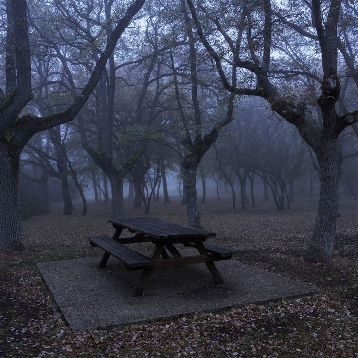 Создать мем: осень туман, готик пейзаж hd 9:16, лес мрачный