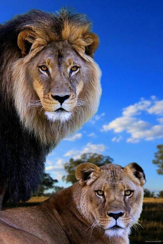 Create meme: lioness , beautiful lion, A beautiful lioness