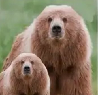 Create meme: kodiak bear, brown bear brown bears, grizzly bear 