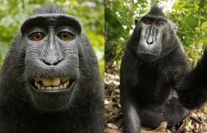 Create meme: memes, monkey, selfie