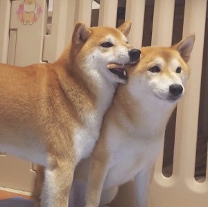 Create meme: Shiba inu dog, the breed is Shiba inu, Akita inu