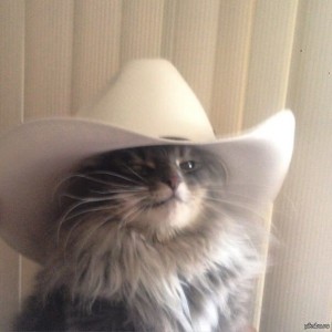 Создать мем: кошки смешные, кошки, кот в ковбойской шляпе