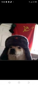 Создать мем: собака коммунист, собака в ушанке ссср, собака в шапке ушанке ссср