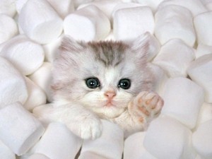 Create meme: cute kitten , white cat , cat cute 