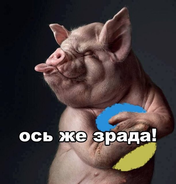 Create meme: pig , funny pigs, creative pig