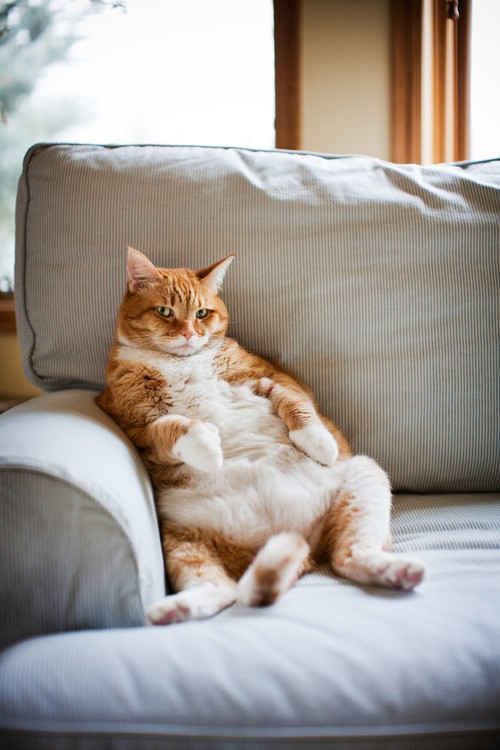 Create meme: fat cat , fat cat on the couch, a fat lazy cat