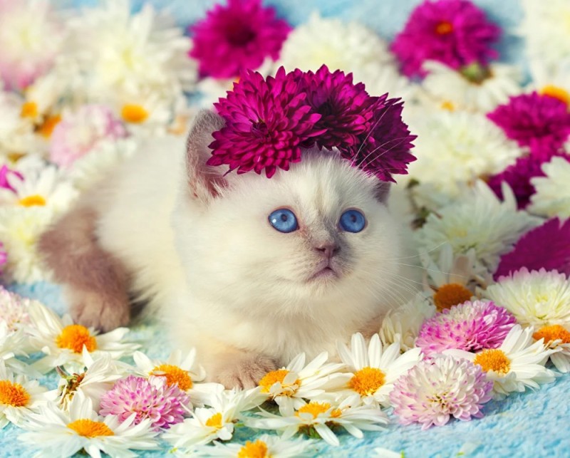 Создать мем: милые котята, кот с цветами, кошка с цветами