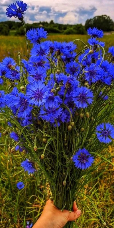 Создать мем: полевые цветы, синие полевые цветы, василек