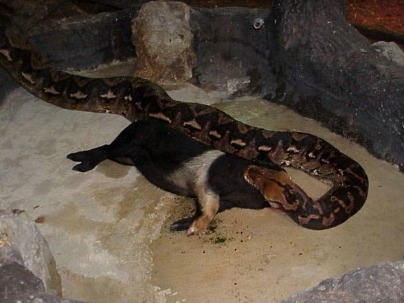 Create meme: Python anaconda snake eating, anaconda snake, Anaconda 
