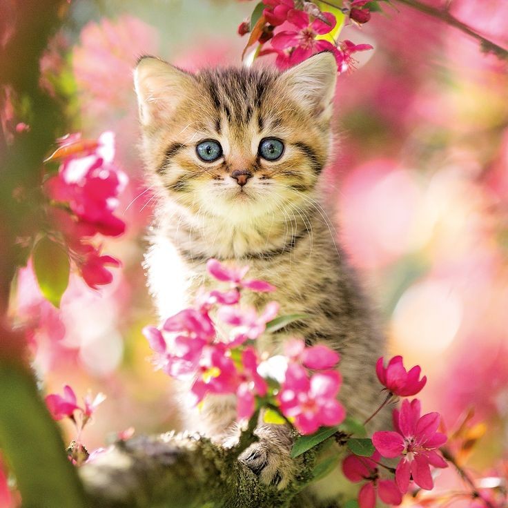 Создать мем: животные милые, кошка, пазл castorland kitten in flower garden (b-52974), 500 дет.
