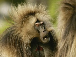 Create meme: monkey animals, baboon, gelada