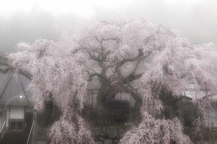 Создать мем: prunus subhirtella 'pendula' (вишня), сакура японская, цветение сакуры