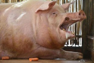 Create meme: pig boar, big pigs, big pig