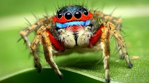 Create meme: spider macro photography, spider sakunik, spider