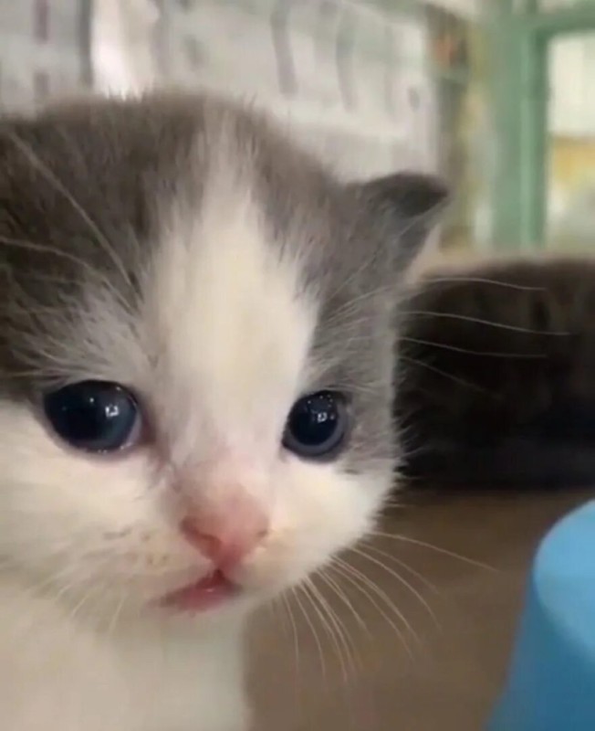 Create meme: sad cat , The little kittens are cute, seals 