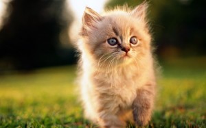 Create meme: pictures of kittens, kittens are fluffy, cute kittens