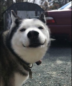 Создать мем: собаки улыбаки хаски, хаски смешные, хаски собака