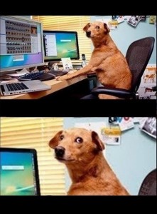 Create meme: nobody knows that you are a dog, in the internet nobody knows you're a dog, dog