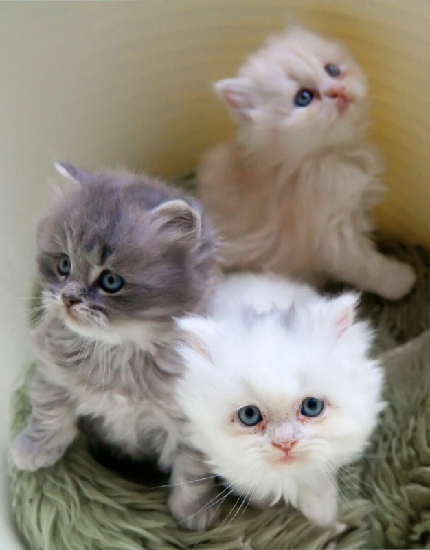 Create meme: cute kittens, adorable kittens, about kittens 