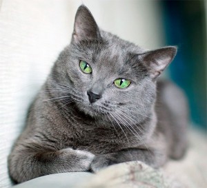 Создать мем: русско голубая кошка, картезианская кошка русская голубая, порода русская голубая кошка