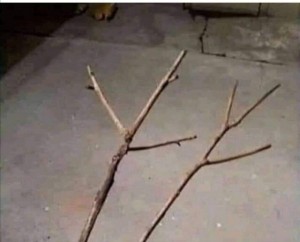 Create meme: seedling 1 sprig, stick insect with no legs, stick insect stick insect stick insect