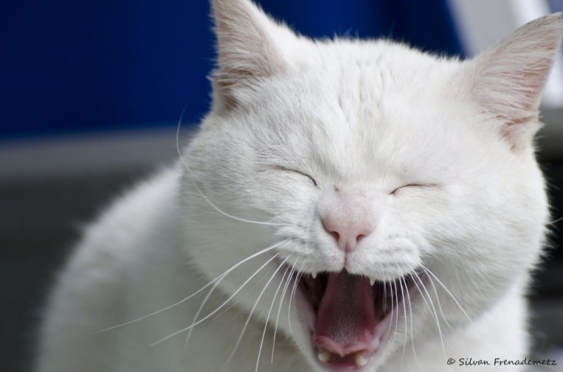 Create meme: laughing cat , the evil white cat, laughing cat