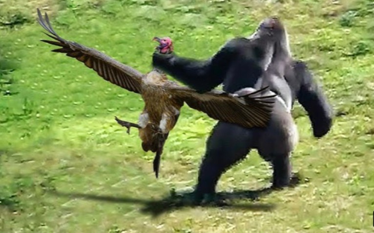 Создать мем: обезьяна и орел, горилла, горилла обезьяна