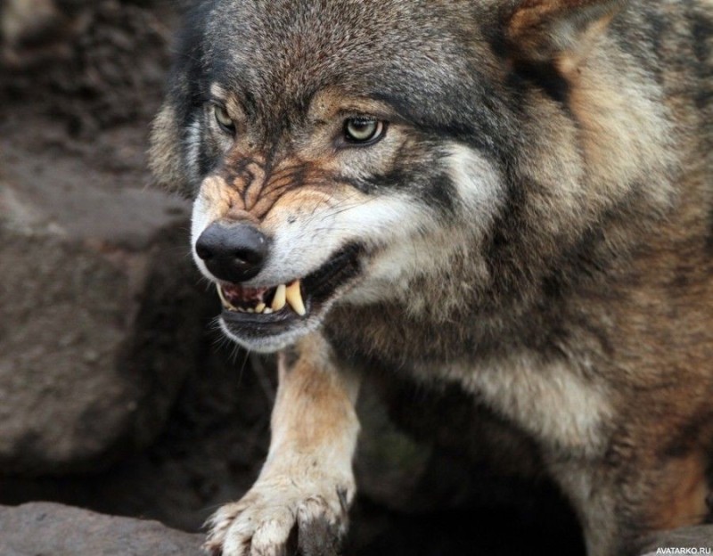 Создать мем: оскалившийся волк, волчий оскал, скалящийся волк