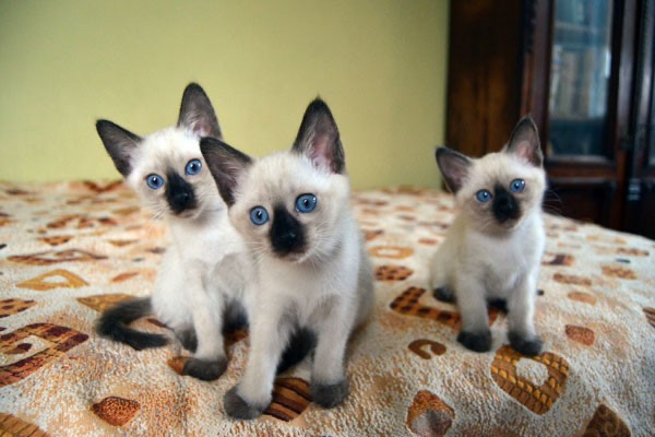 Create meme: Thai cat kittens, the Thai cat , the Siamese kitten