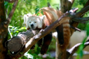 Create meme: red Panda