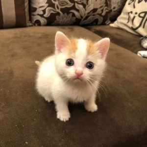 Create meme: kitty, cute kittens, kitties