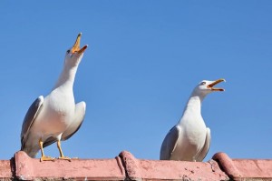 Create meme: white seagulls, Seagull, Seagull