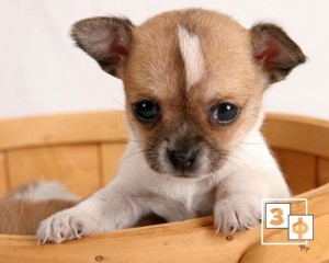 Create meme: Chihuahua dog, Chihuahua, breed Chihuahua