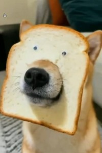 Создать мем: животные, собака мем, собака в хлебушке