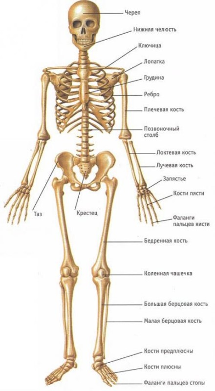 Создать мем: скелет человека сзади, скелет человеческий, строение скелет человека
